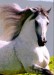 Andaluský koník.jpg